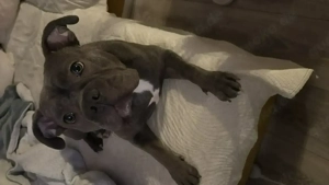 American Bully Pocket Hündin