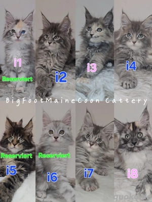 I Wurf Maine-Coon Kitten Mädchen Katerchen mit Stammbaum