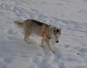 Husky Rüde sucht liebevolle Besitzer
