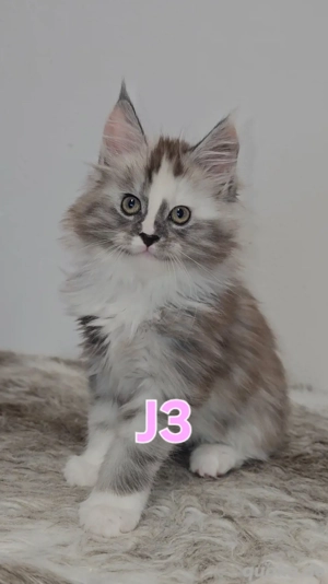 XXL Maine-Coon Mädchen aus seriöser Vereinszucht j3