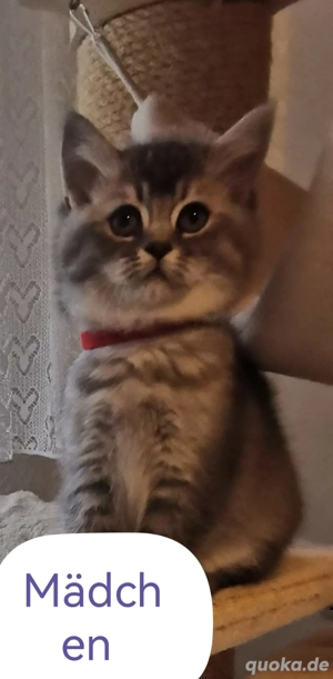5 BKH Kitten (mit Stammbaum)
