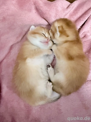 BKH Kitten Golden Shaded reinrassig