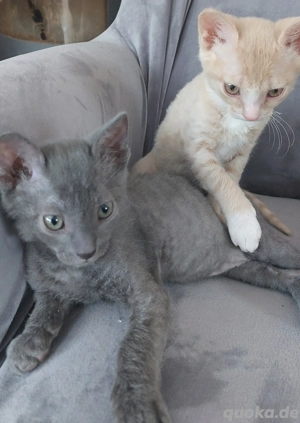 Seltene Ural Rex Kitten mit Stammbaum aus Championverpaarung