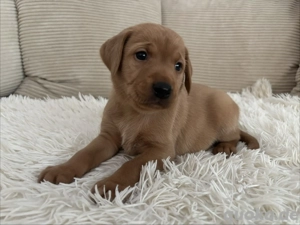 Labrador - Welpen Foxred   Schwarz
