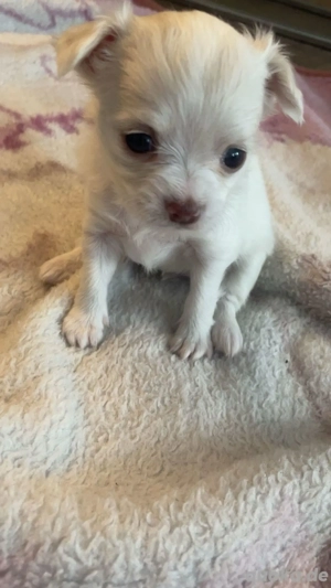 3 kleine Chihuahua Welpen suchen ab Februar ein zuhause 