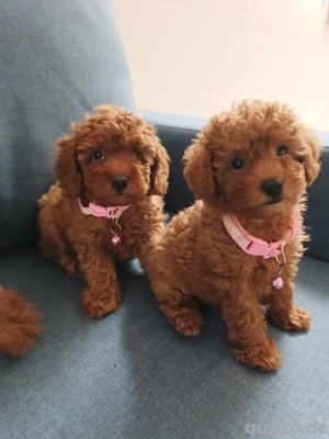 Zwergpudel-Welpen Kleinpudel