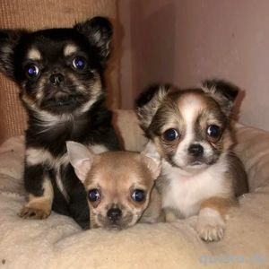 Chihuahua Prinzessin sucht ihre Herzensfamilie