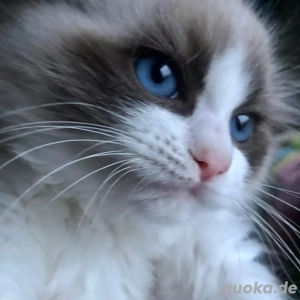 Bezaubernde Ragdoll Kater suchen ein liebevolles Zuhause