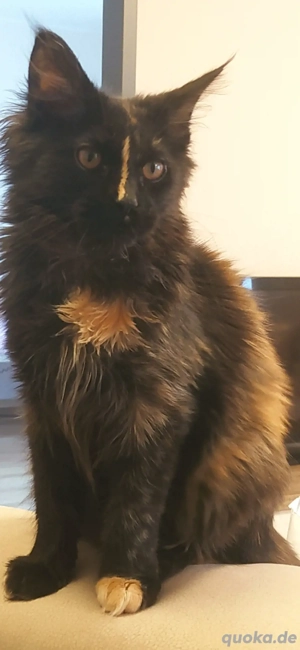 Reinrassige Mainecoon Katze 