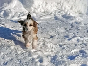 Chinesischer Schopfhund Powderpuff