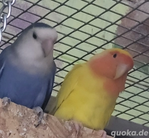 Rosenköpfchen demnächst abzugeben, jungtiere, versch. Farben