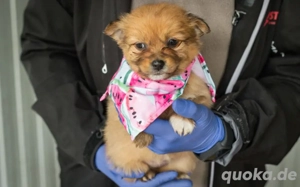 Flauschiges Welpenmädchen Elli ist bereit für ihr großes Glück