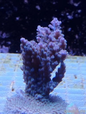 Meerwasser- Korallenableger SPS, Weichkorallen