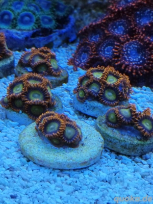 Meerwasser- Korallenableger SPS, Zoanthus Bild 3