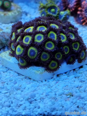 Meerwasser- Korallenableger SPS, Zoanthus Bild 4