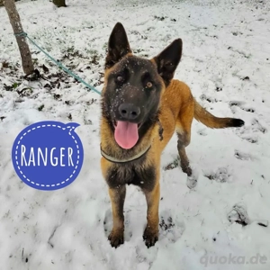 Ranger, junger Malinois Mix Rüde