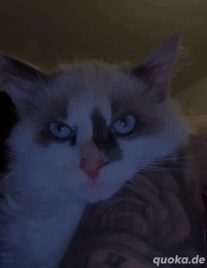 Junge radoll katze abzugeben !!