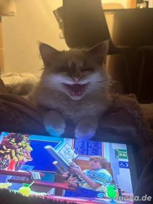 Junge radoll katze abzugeben !! Bild 2