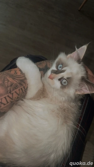 Junge radoll katze abzugeben !! Bild 3