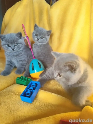 BKH Kitten mit Stammbaum 