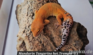Leopardgecko Nachzuchten 