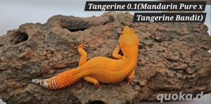 Leopardgecko Nachzuchten 