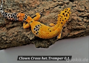 Leopardgecko Nachzuchten 