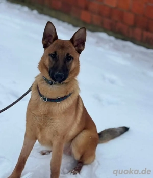 Saba, junge Belgische Schäferhündin Mix Bild 2