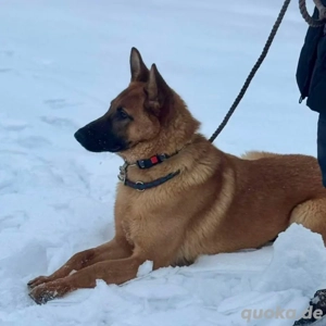 Saba, junge Belgische Schäferhündin Mix Bild 5