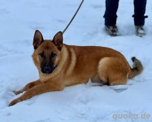 Saba, junge Belgische Schäferhündin Mix Bild 4
