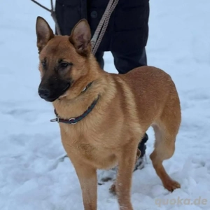 Saba, junge Belgische Schäferhündin Mix Bild 3