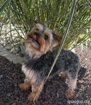 Yorkshire Terrier Deckrüde Bild 3