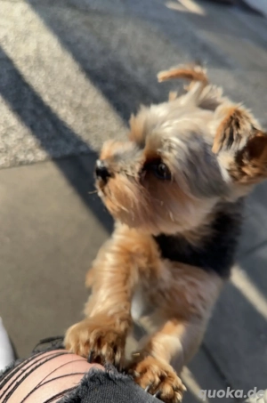 Yorkshire Terrier Deckrüde Bild 2