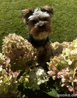 Yorkshire Terrier Deckrüde