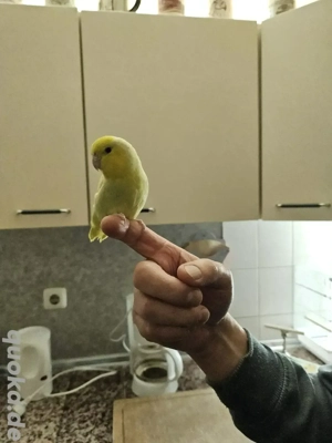 Blaugenicksperlingspapagei