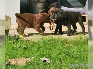 Süße Labrador Retriever Welpen