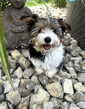 Yorkshire Terrier Deckrüde Bild 2