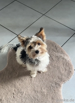 Yorkshire Terrier Deckrüde Bild 4