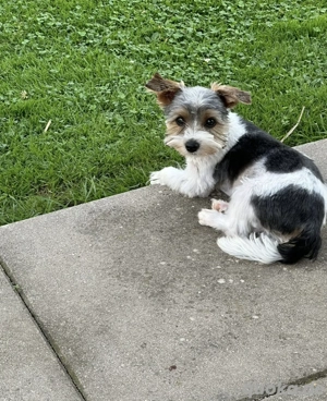 Yorkshire Terrier Deckrüde Bild 3