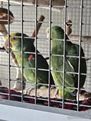 Zwei Junge Doppelgelbkopfamazonen abzugeben 