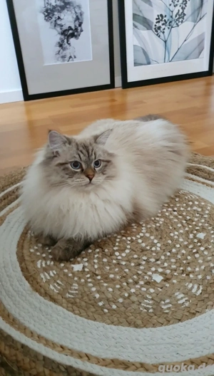 Ragdoll kater