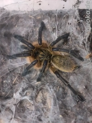 Harpactira pulchripes