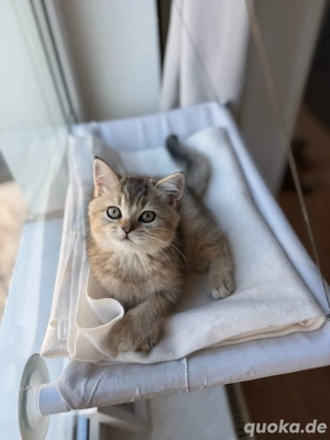 Nur noch 2 wunderschöne BKH Kitten abgabebereit 