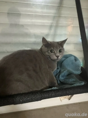 Süße Kätzchen zu verkaufen 