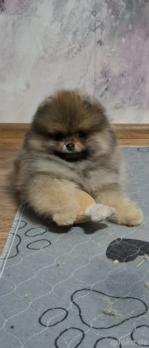 Pomeranian Zwergspitz Teddy Welpe Orange Sable Rüde mit Stammbaum FCI Champion