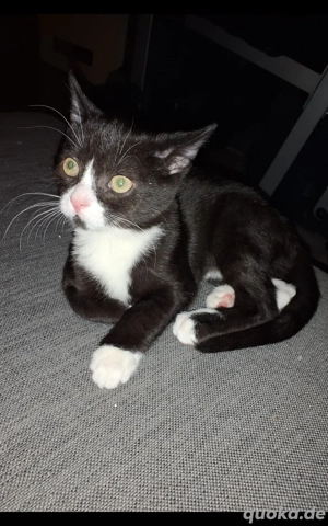 Kätzchen sucht Dosenöffner 