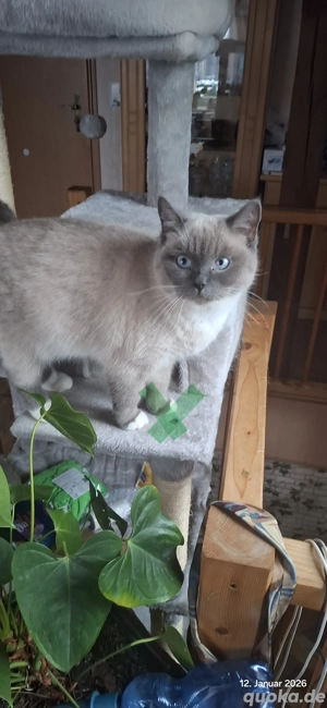 bkh Kater abzugeben  Bild 9