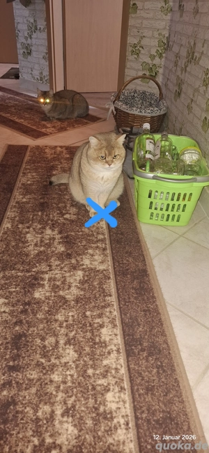 bkh Kater abzugeben  Bild 10
