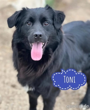 Toni, wunderhübscher Mischling sucht ein Zuhause