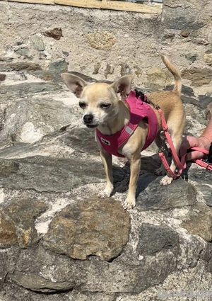 Chihuahua-Mix sucht neue Familie Bild 5